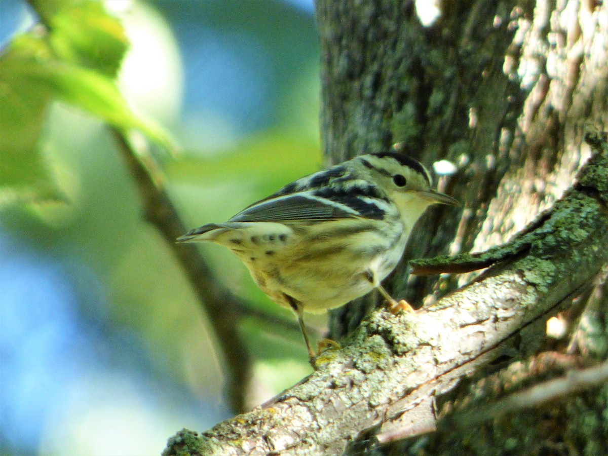 Black-and-white Warbler - ML263587681