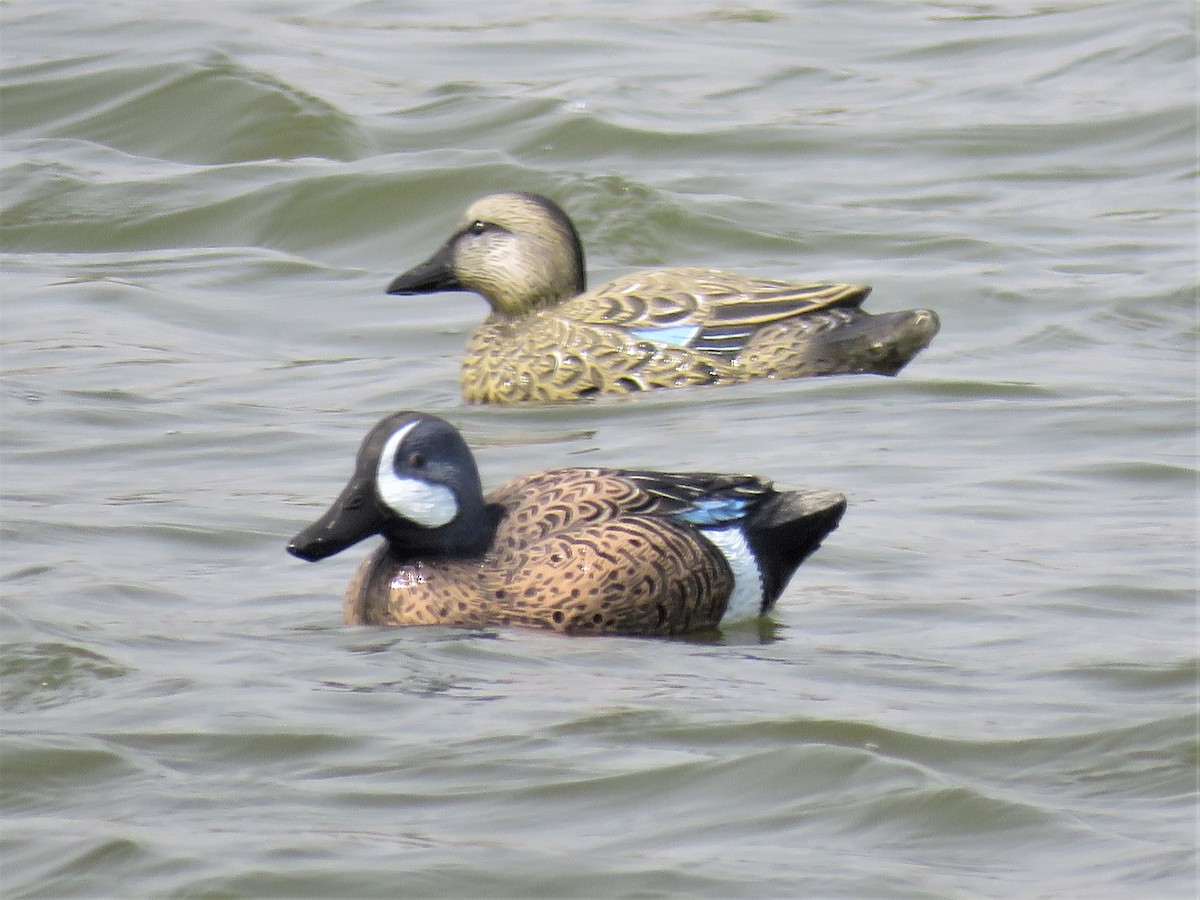 Blue-winged Teal - Chris  Brobin