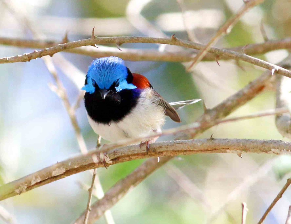 Variegated Fairywren - ML263589331