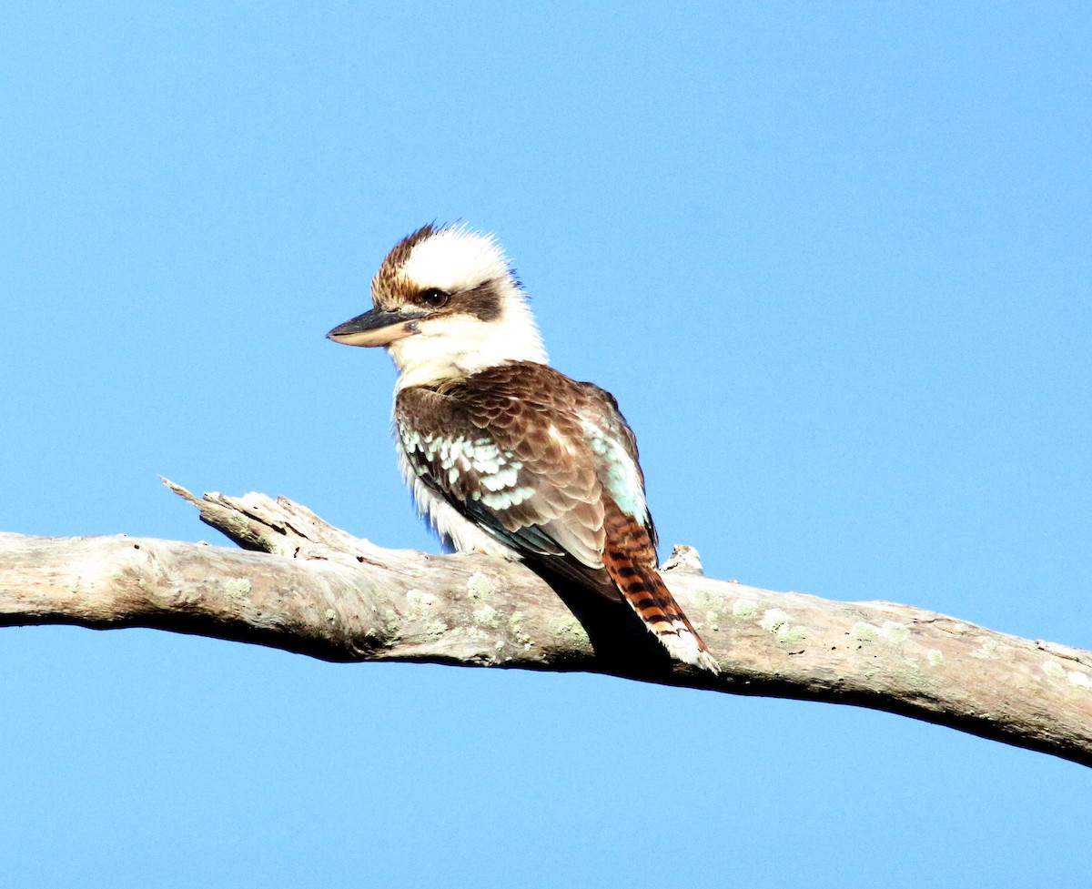 Laughing Kookaburra - ML263589361