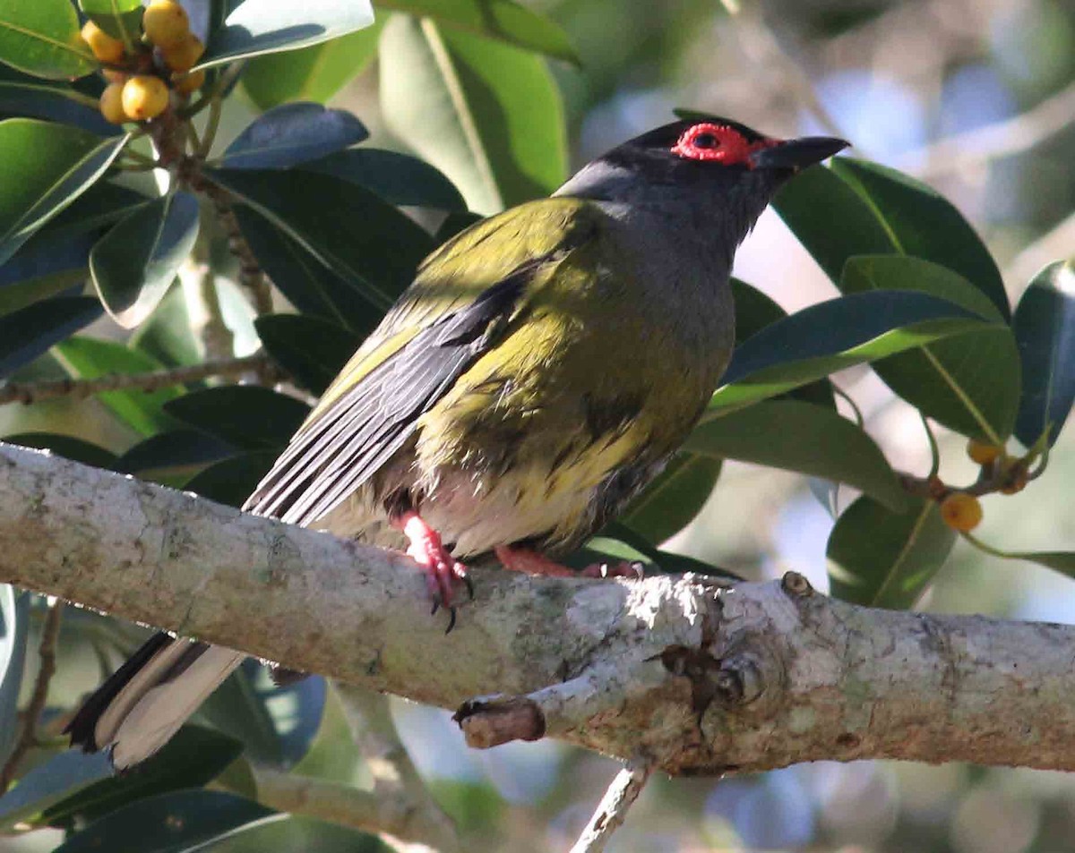 Australasian Figbird - ML263589571