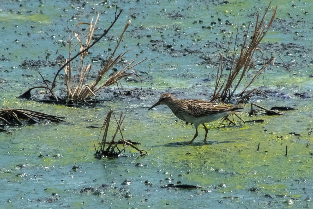 Pectoral Sandpiper - ML263592481