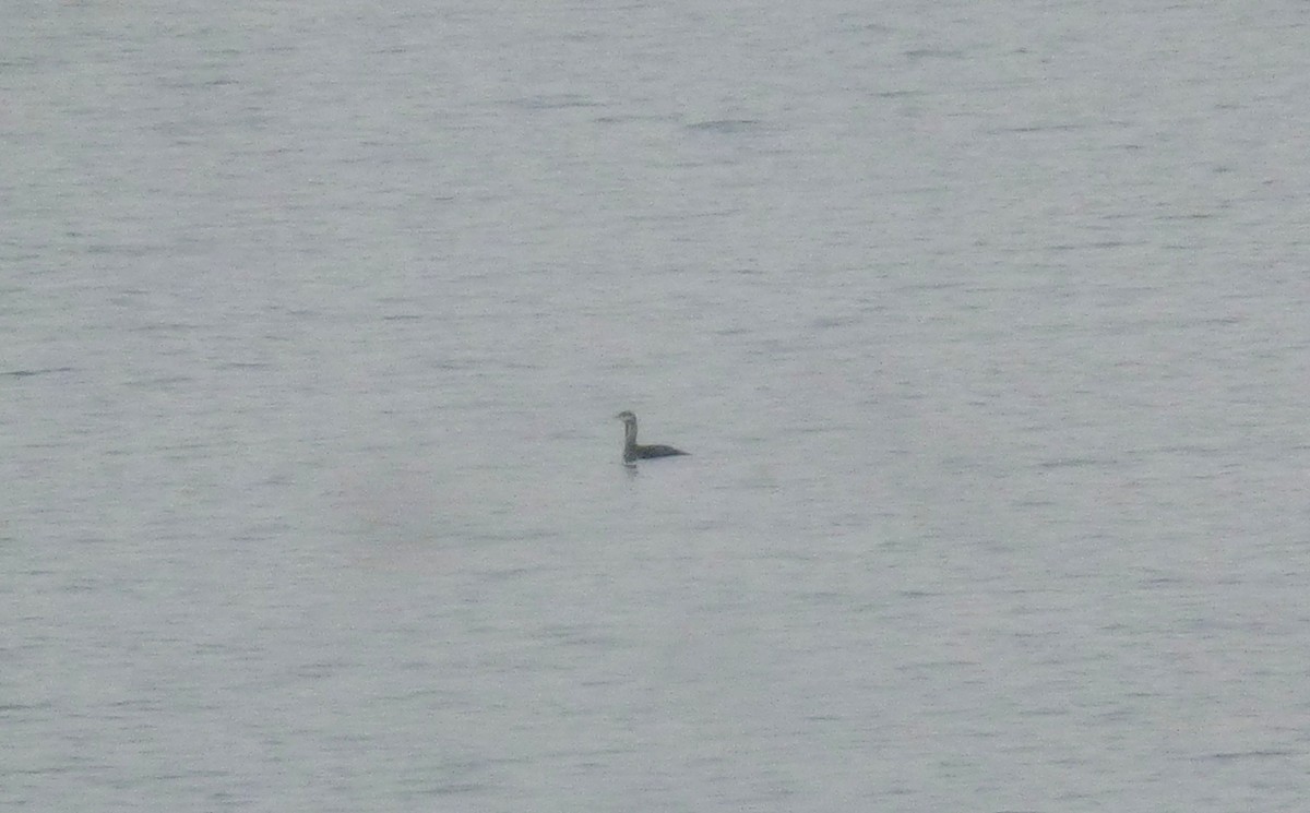 Red-throated Loon - Daniel Casey