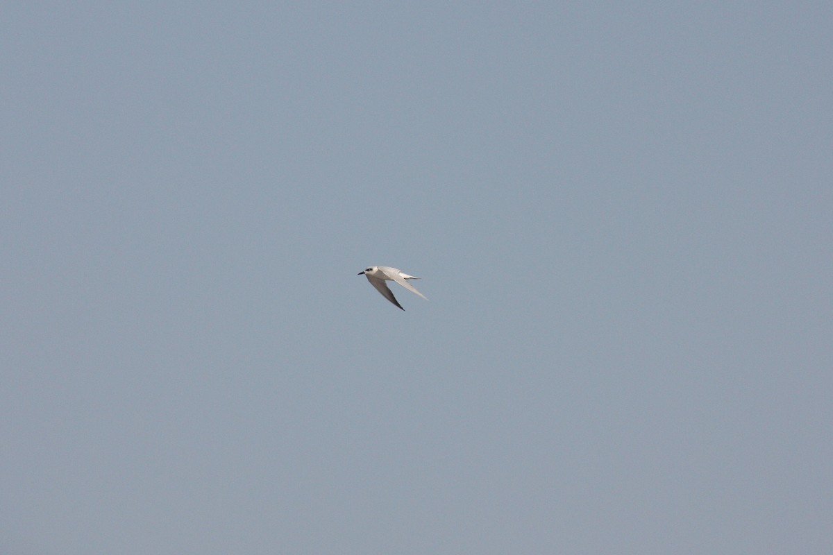 Gull-billed Tern - Tyler Joyner