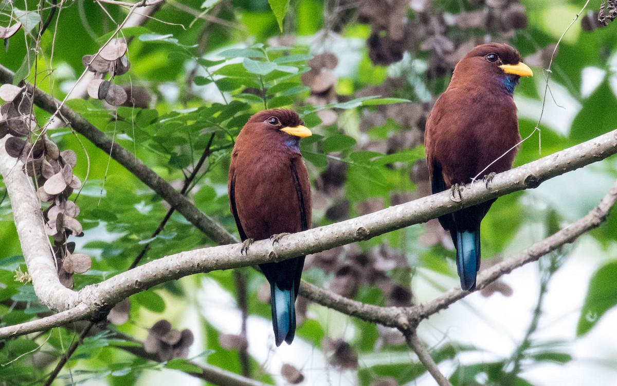 Blue-throated Roller - ML263595721