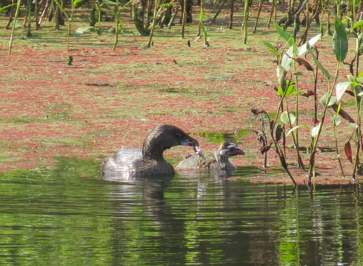 Pied-billed Grebe - ML263597651