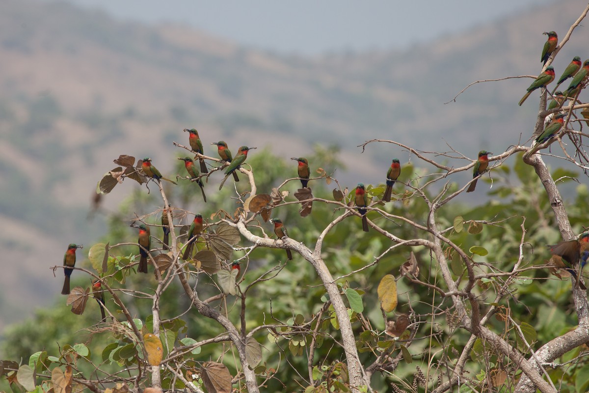 Red-throated Bee-eater - Simon Colenutt