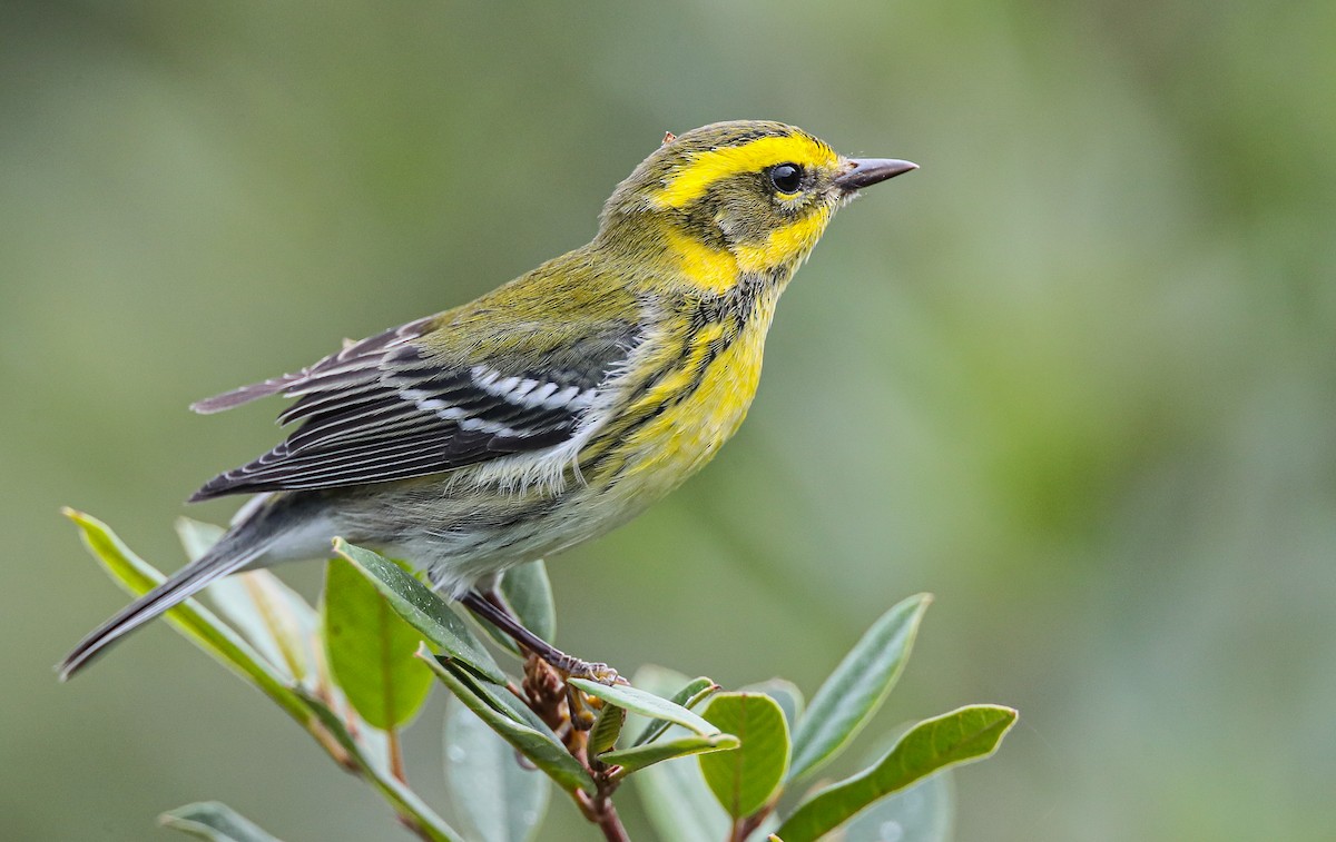 Townsend's Warbler - ML263602771