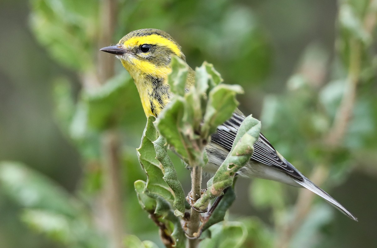 Townsend's Warbler - ML263602781