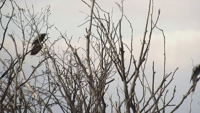 Black-faced Cuckooshrike - ML263602791