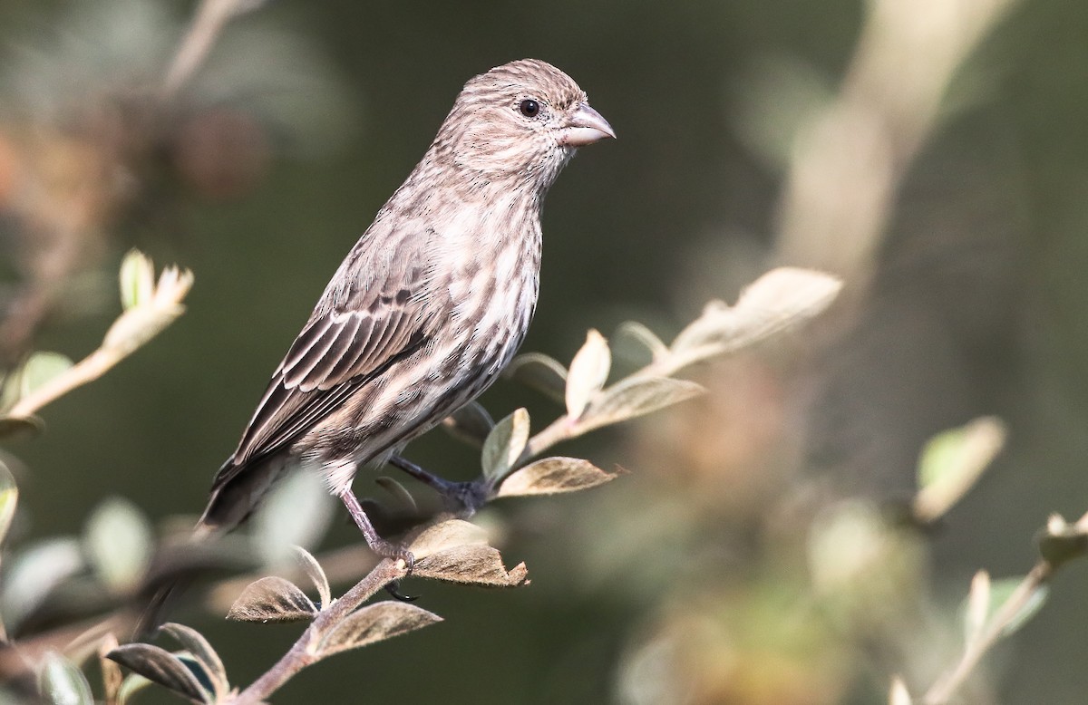 House Finch - ML263602831