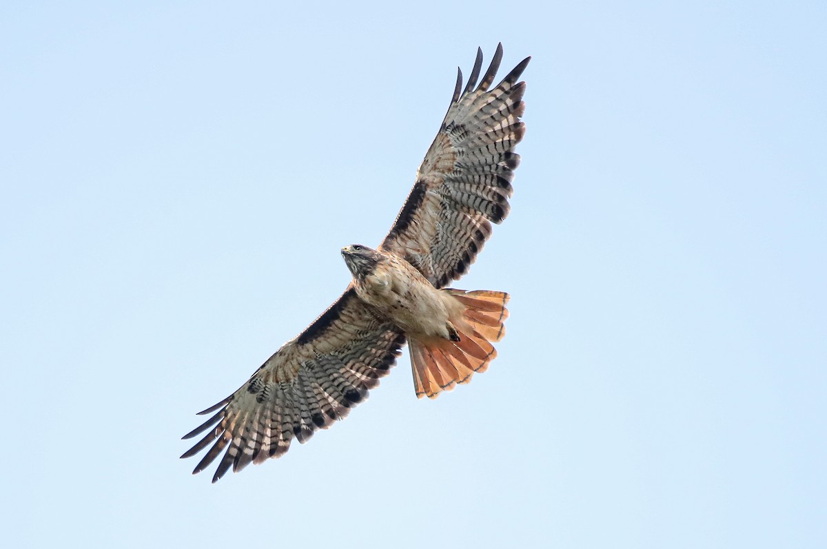 Red-tailed Hawk (calurus/alascensis) - ML263602851