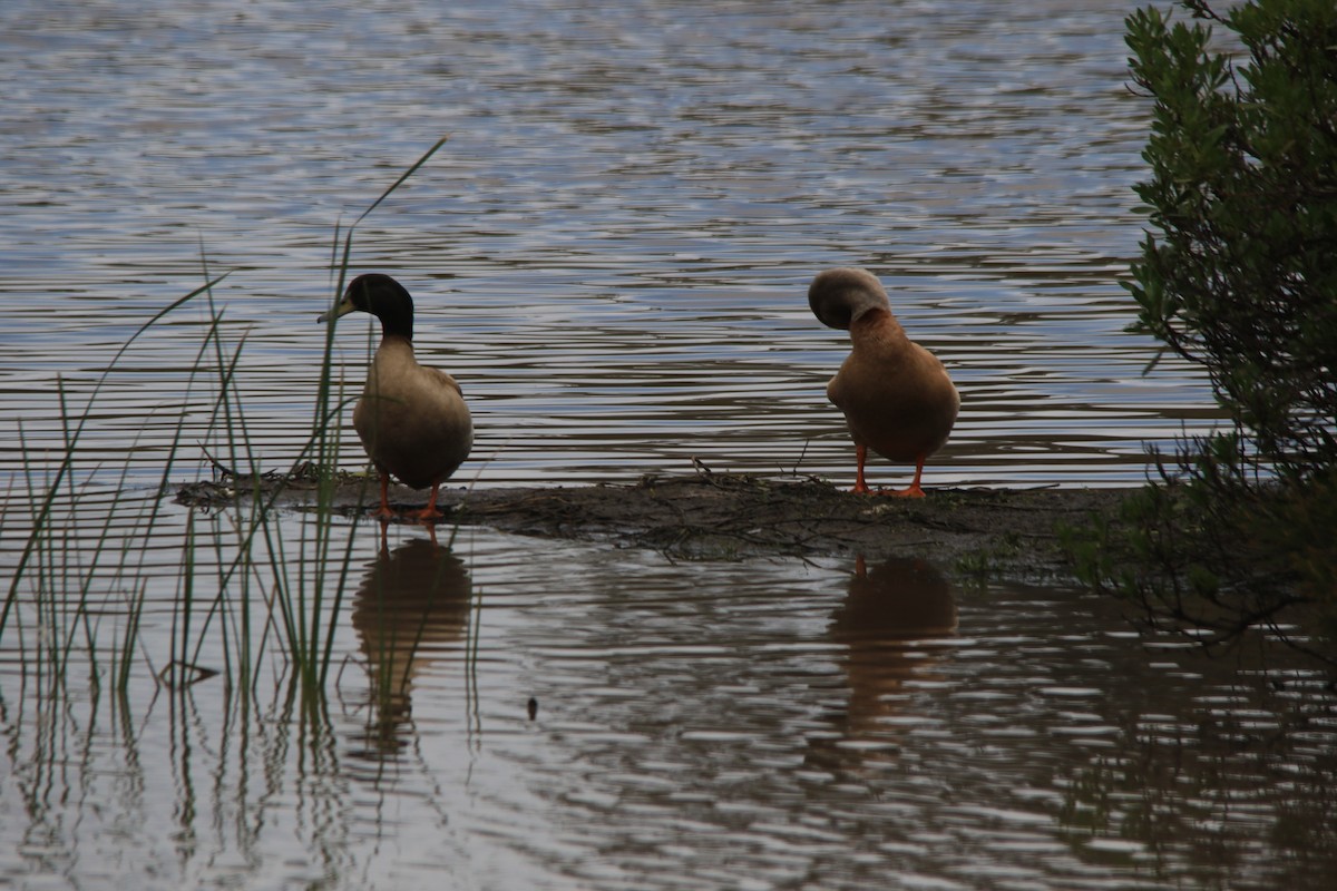 Mallard (Domestic type) - ML263603201