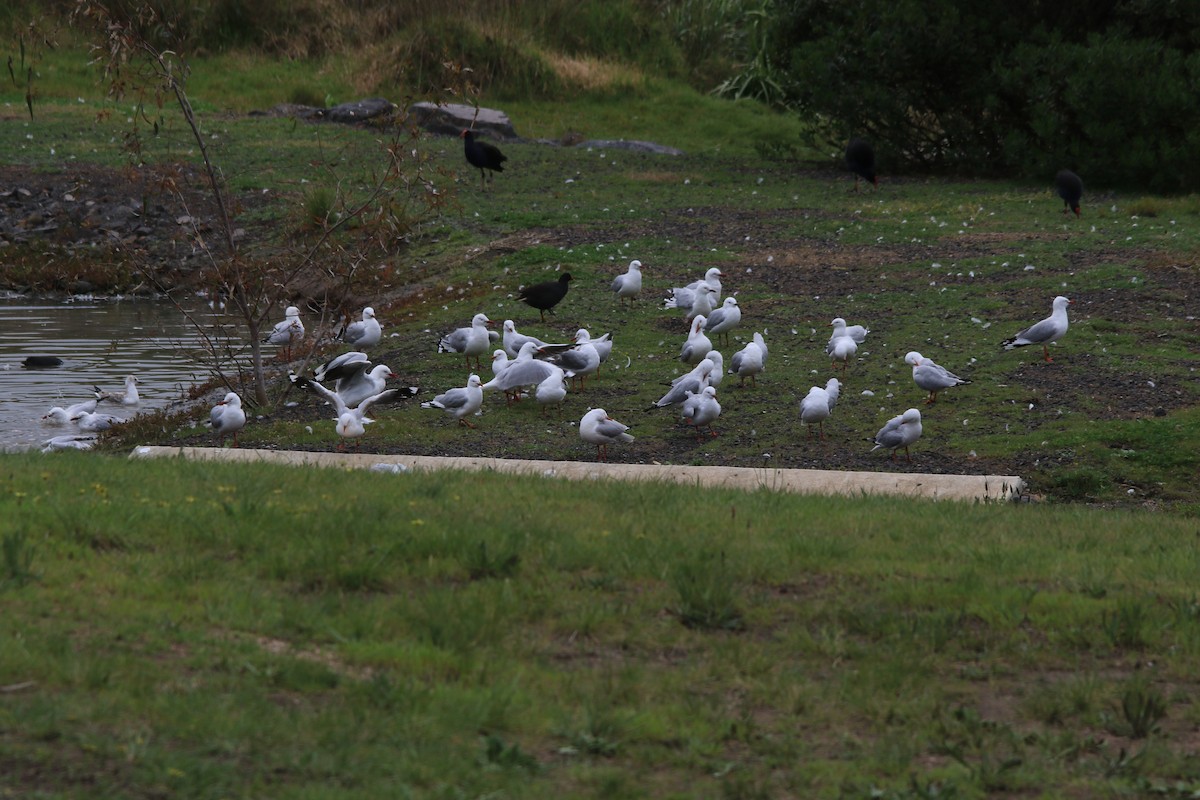 Mouette argentée (novaehollandiae/forsteri) - ML263603251