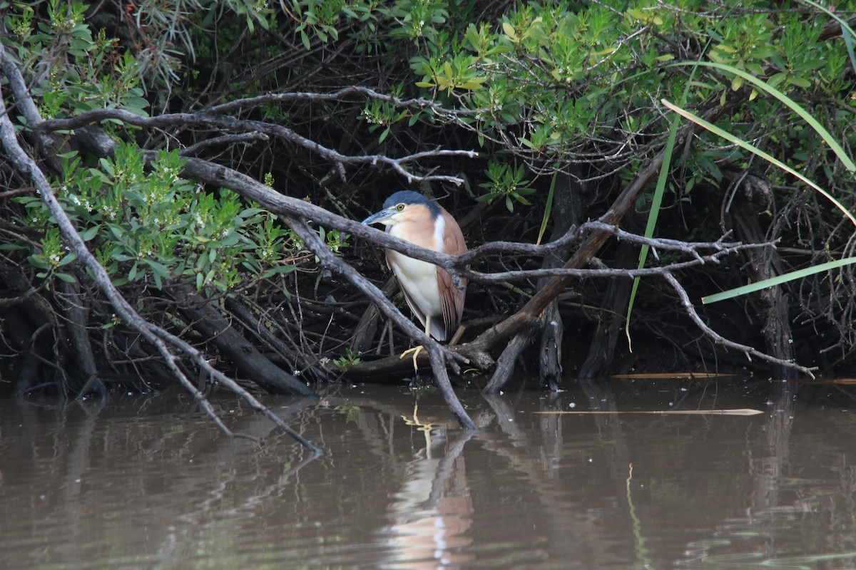 Nankeen Night Heron - ML263603281