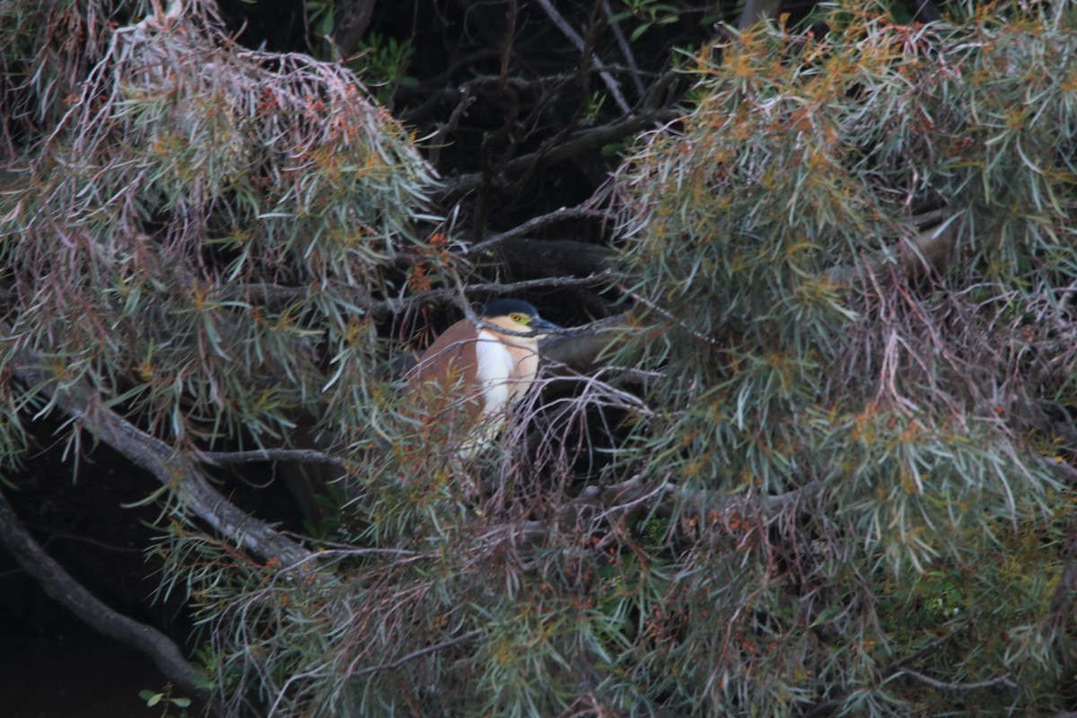 Nankeen Night Heron - ML263603291