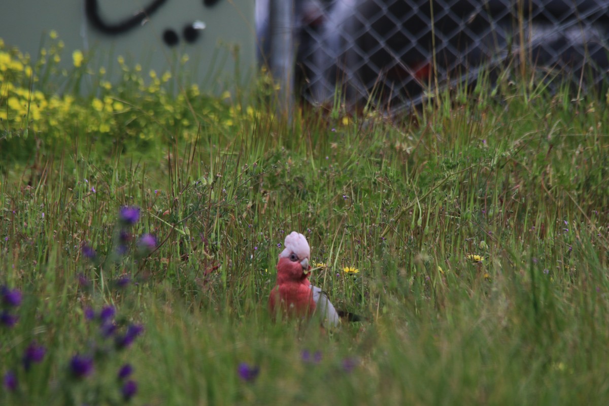 Cacatúa Galah - ML263603301