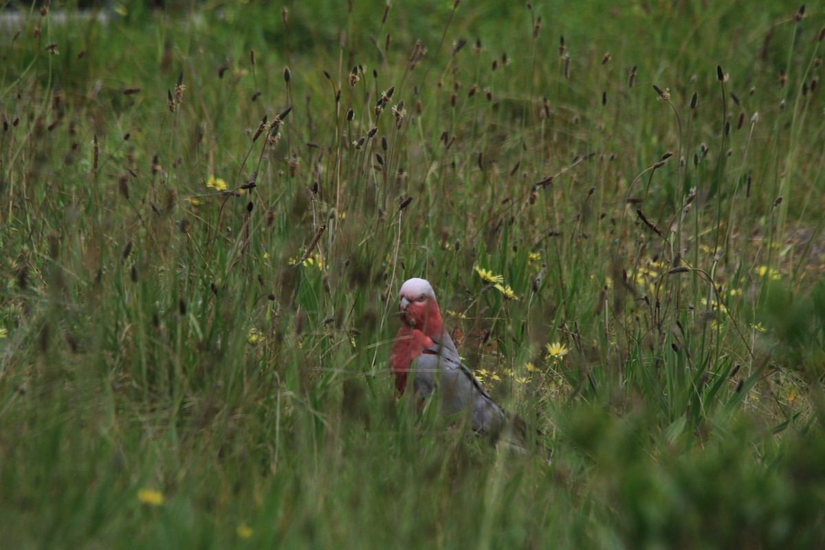 Cacatúa Galah - ML263603331