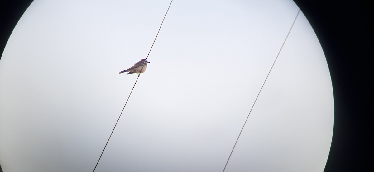 Eastern Kingbird - ML263605501