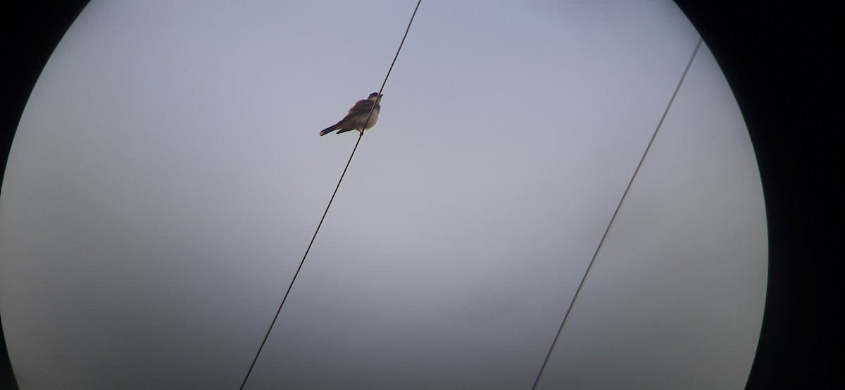 Eastern Kingbird - ML263605861