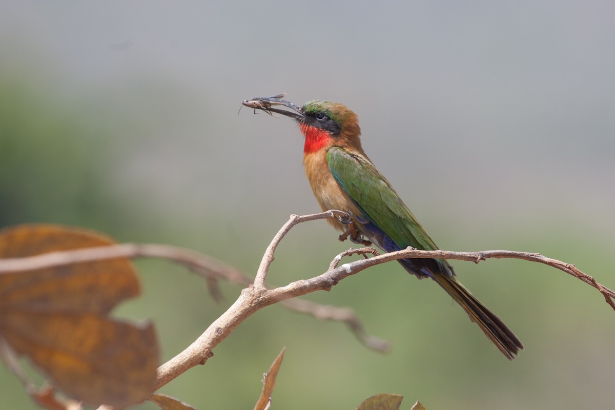 Red-throated Bee-eater - ML263606371