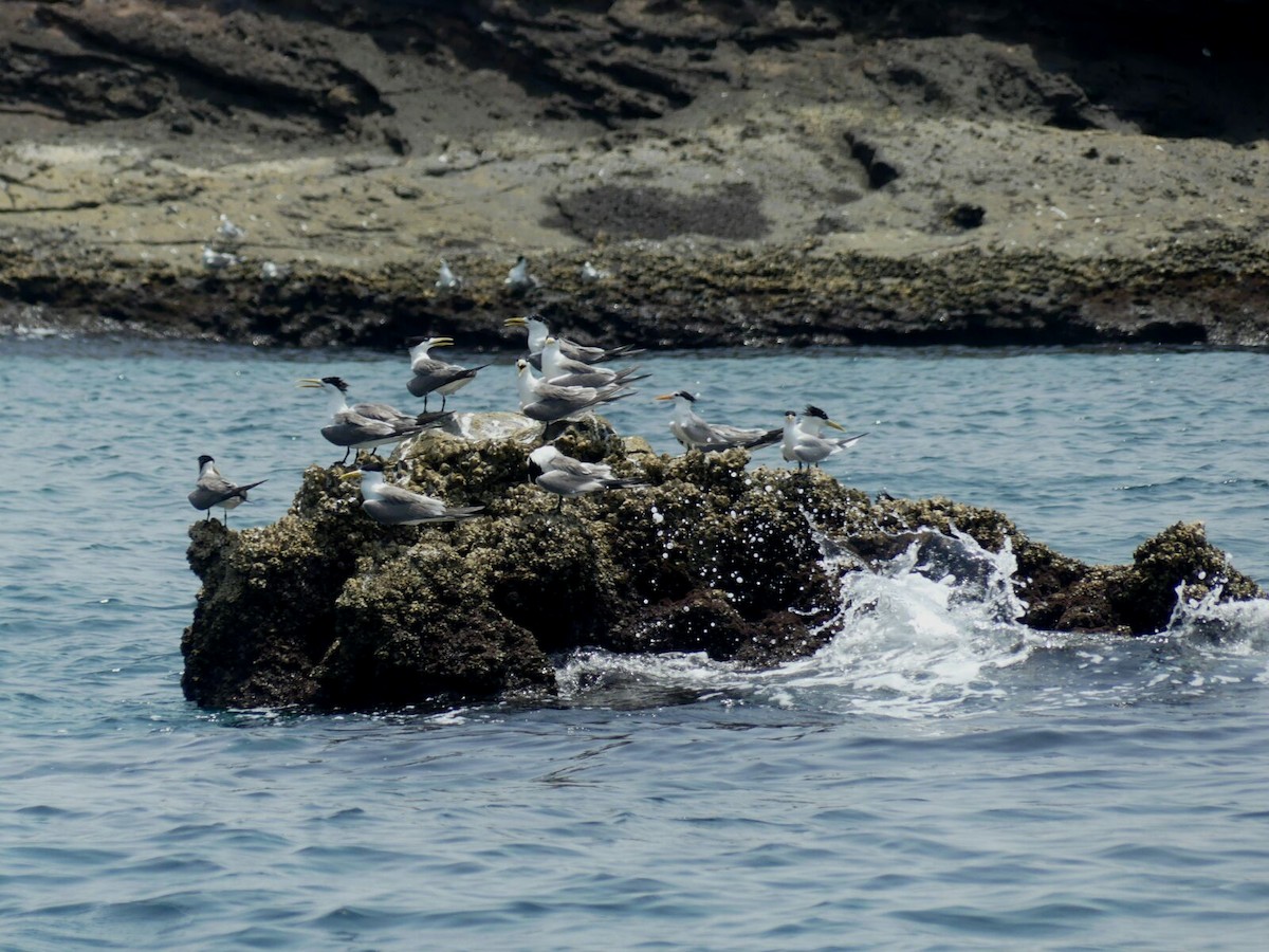 Great Crested Tern - ML263606701