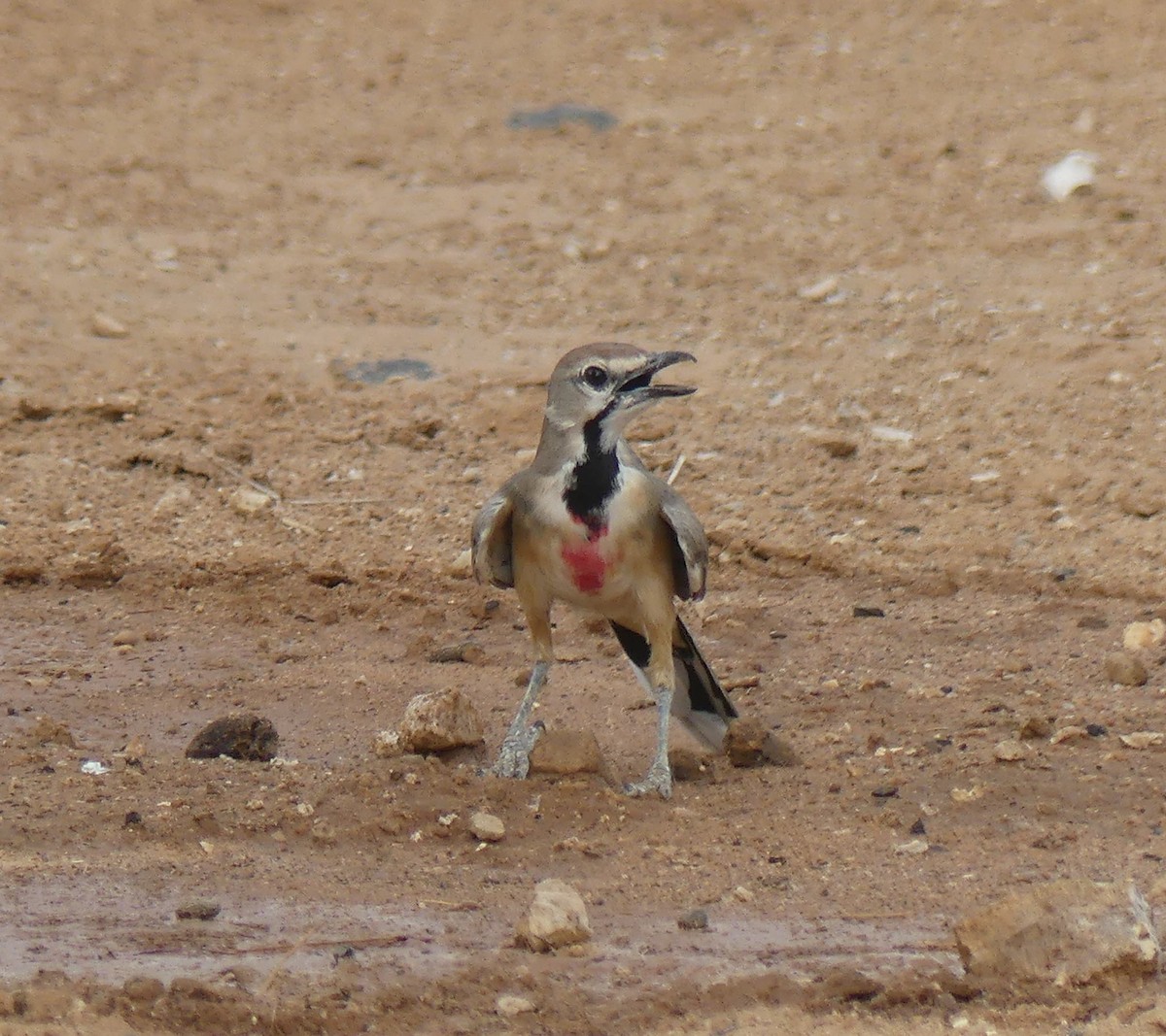 Rosy-patched Bushshrike - ML263606791