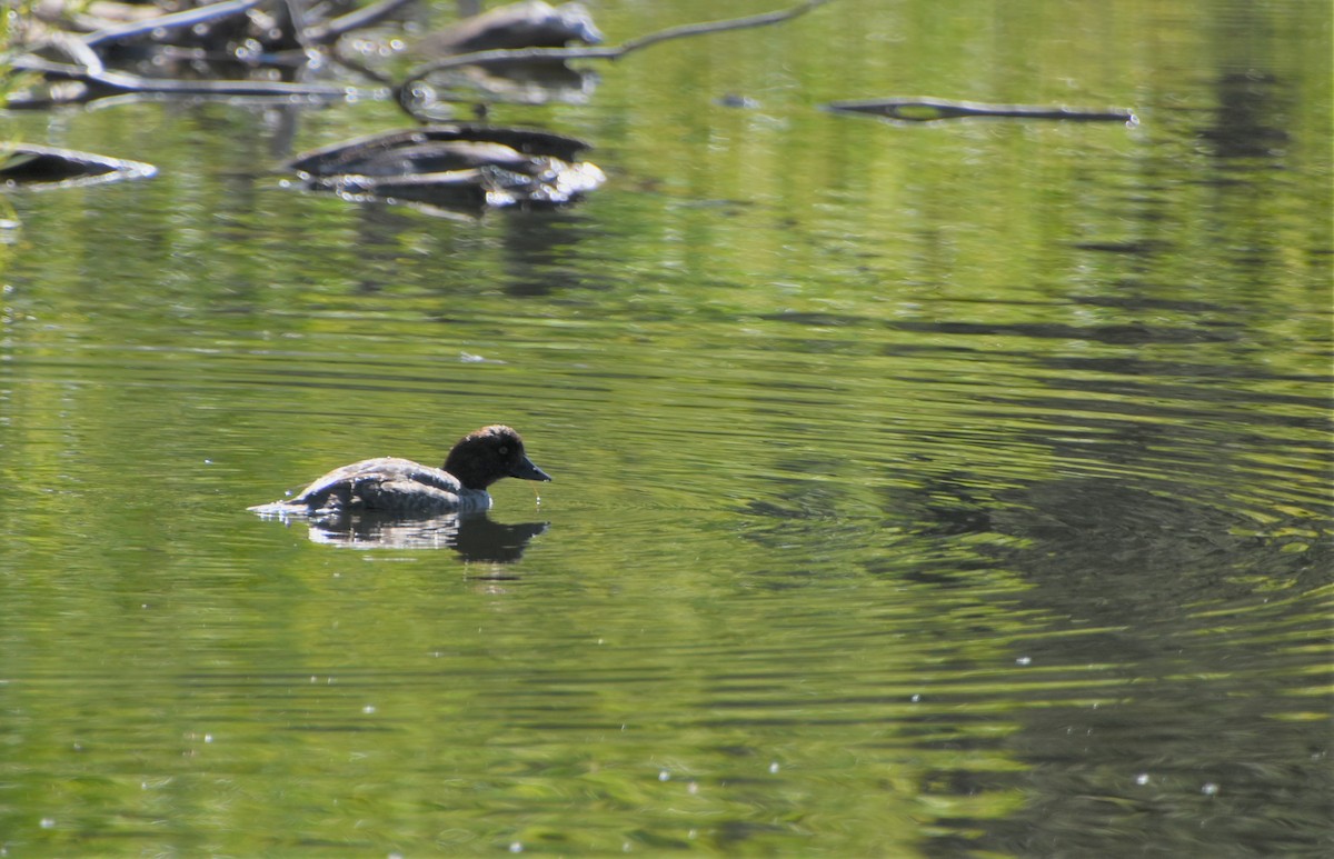 Common Goldeneye - ML263608791