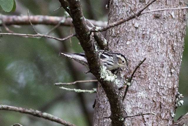 Black-and-white Warbler - ML263609941