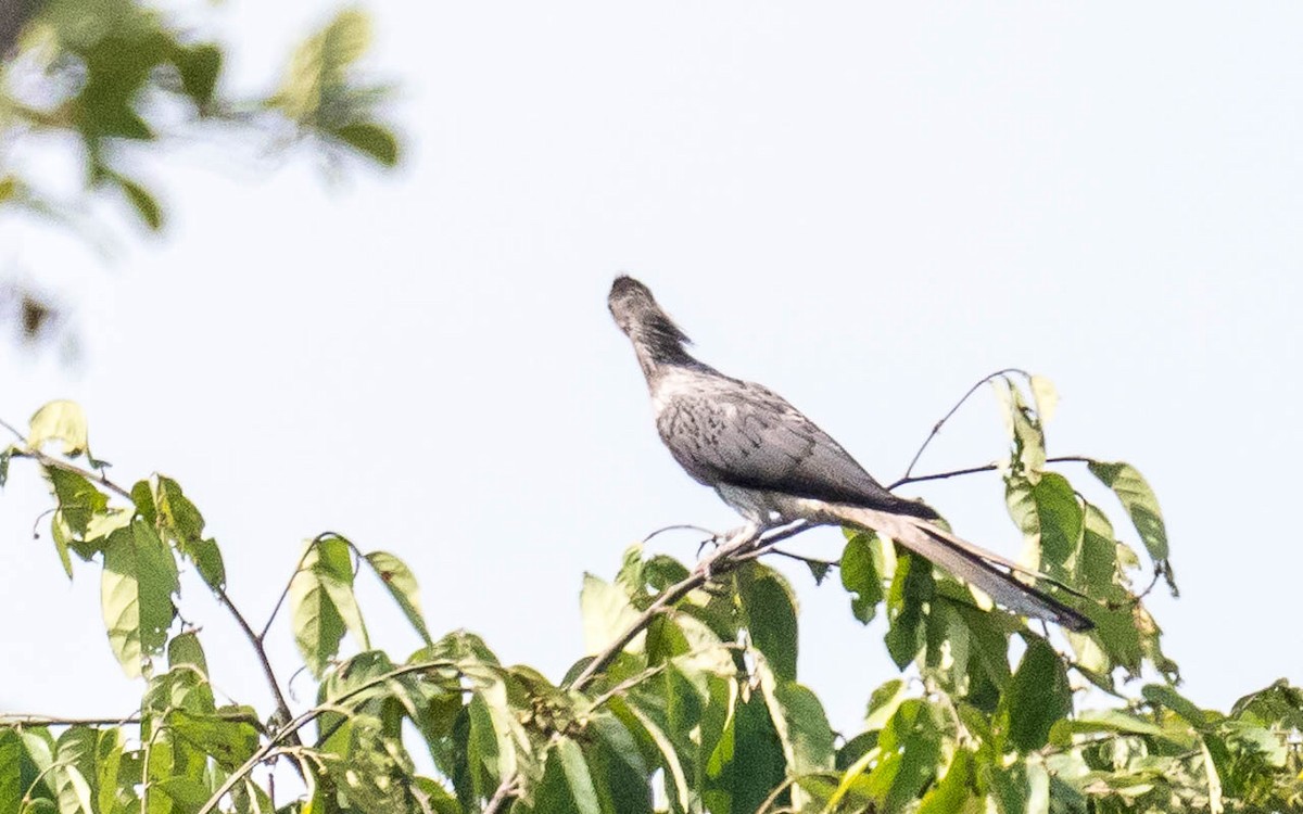 Turaco Gris Occidental - ML263610331
