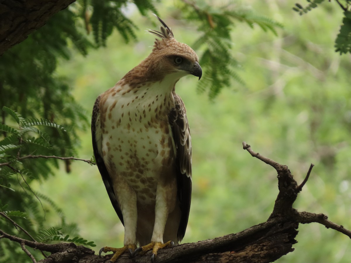 Changeable Hawk-Eagle (Crested) - ML263610501