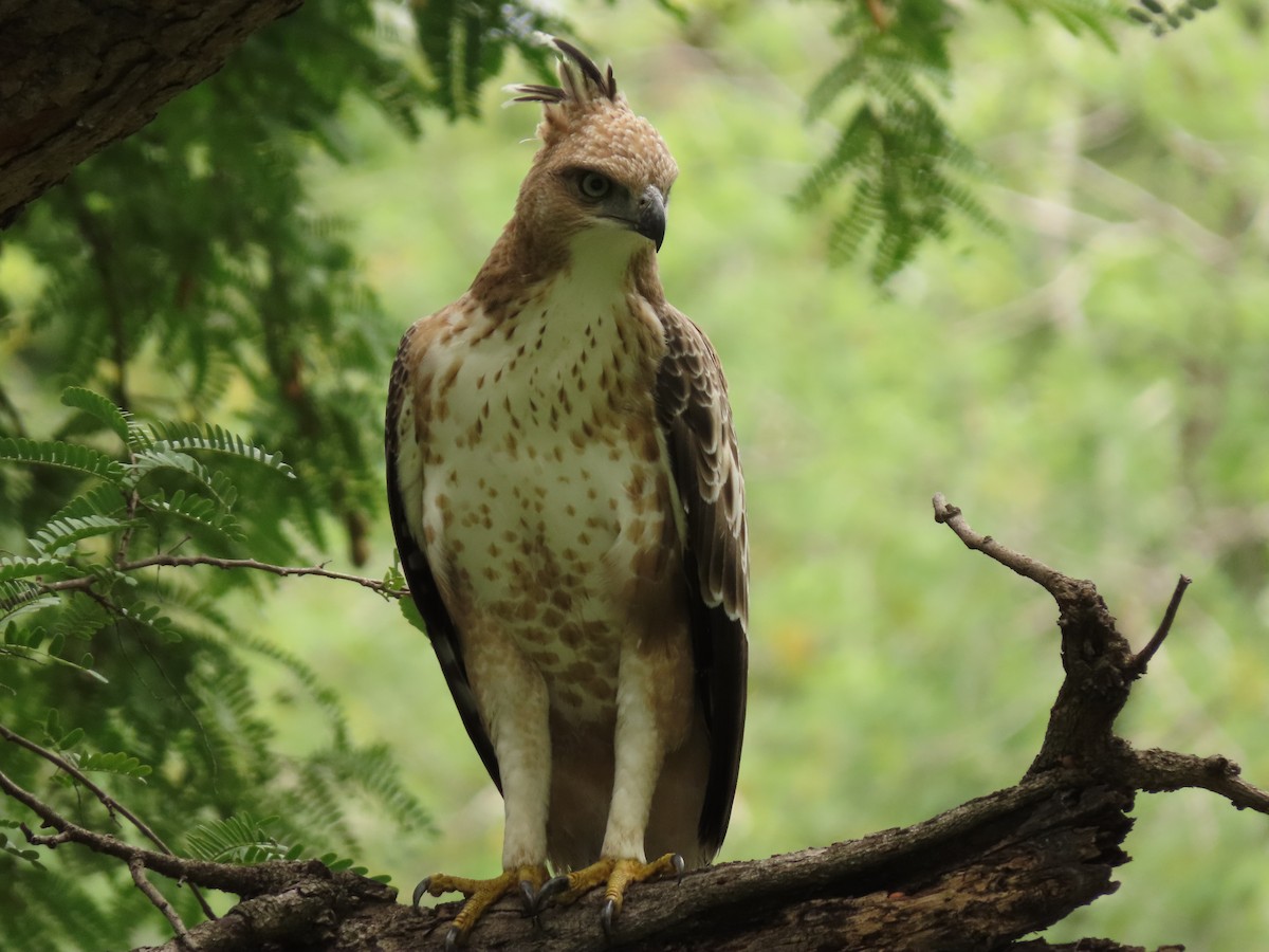 Changeable Hawk-Eagle (Crested) - ML263610521