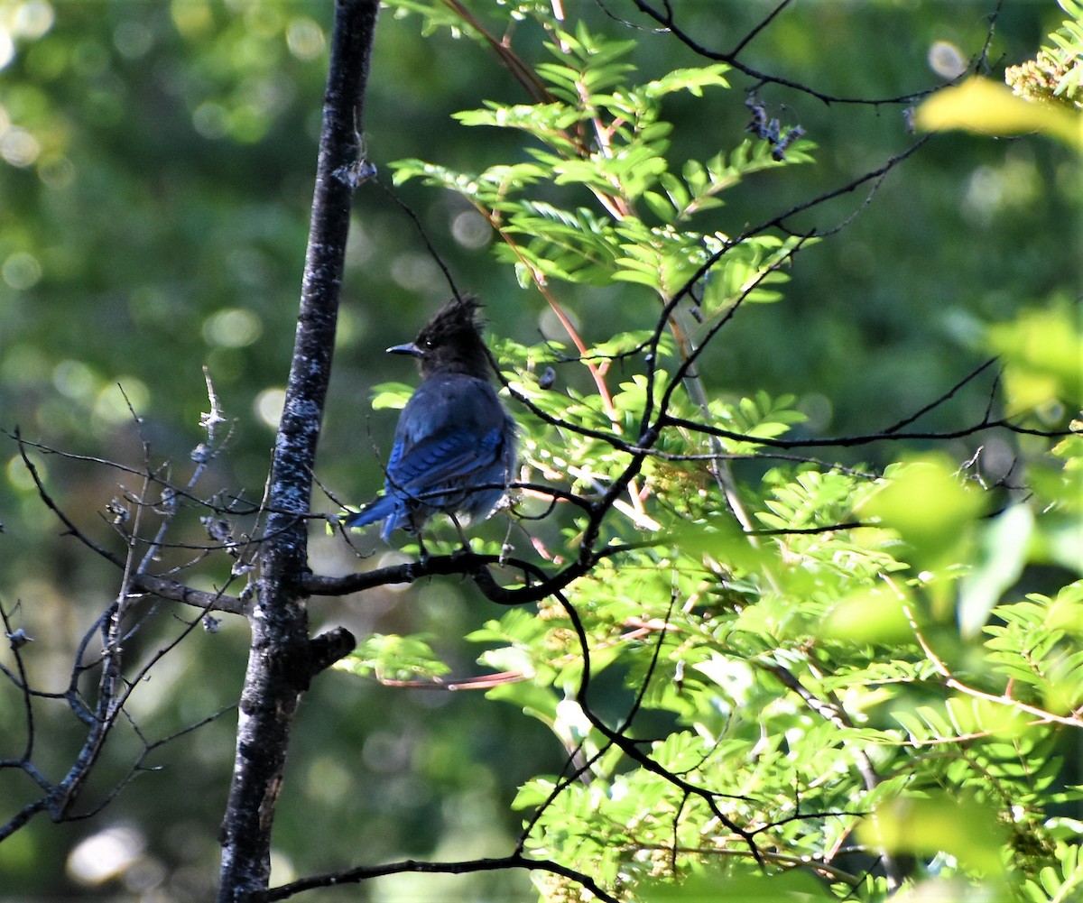 Steller's Jay - ML263610771