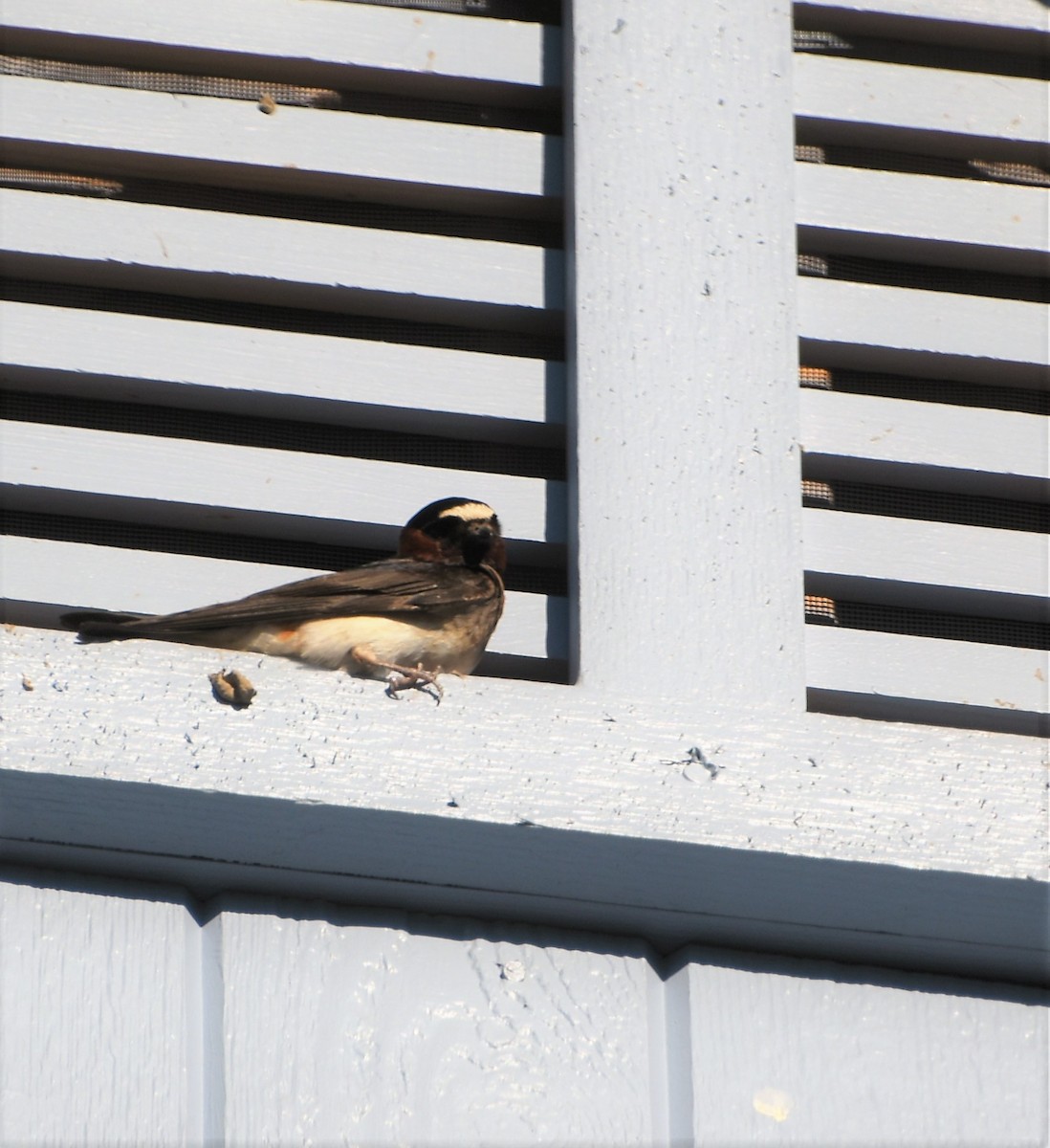 Cliff Swallow - ML263611301