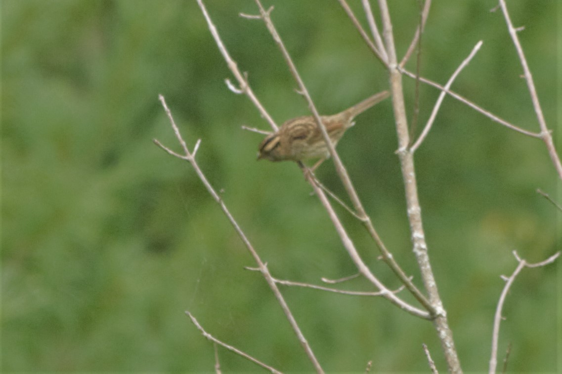 White-throated Sparrow - Joel Tilley