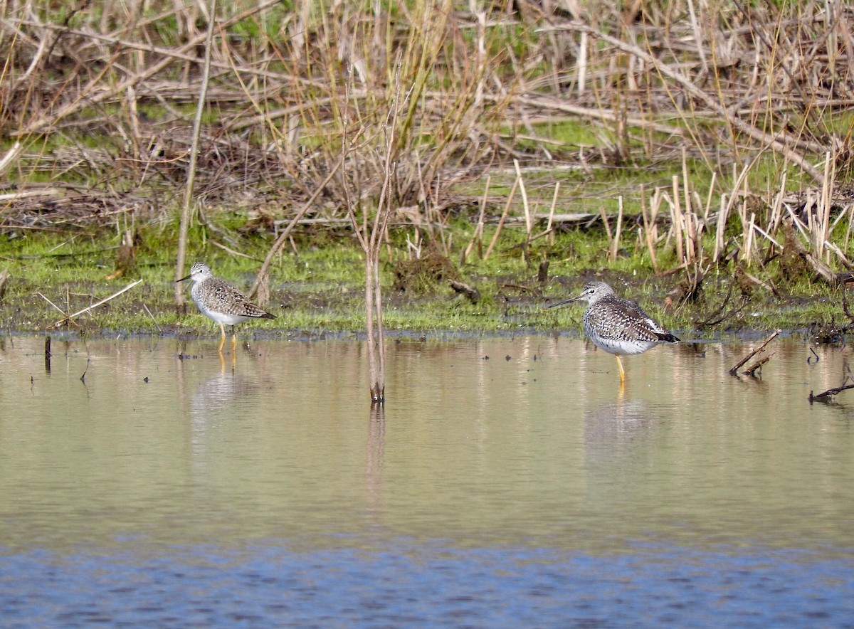 Greater Yellowlegs - ML26361631