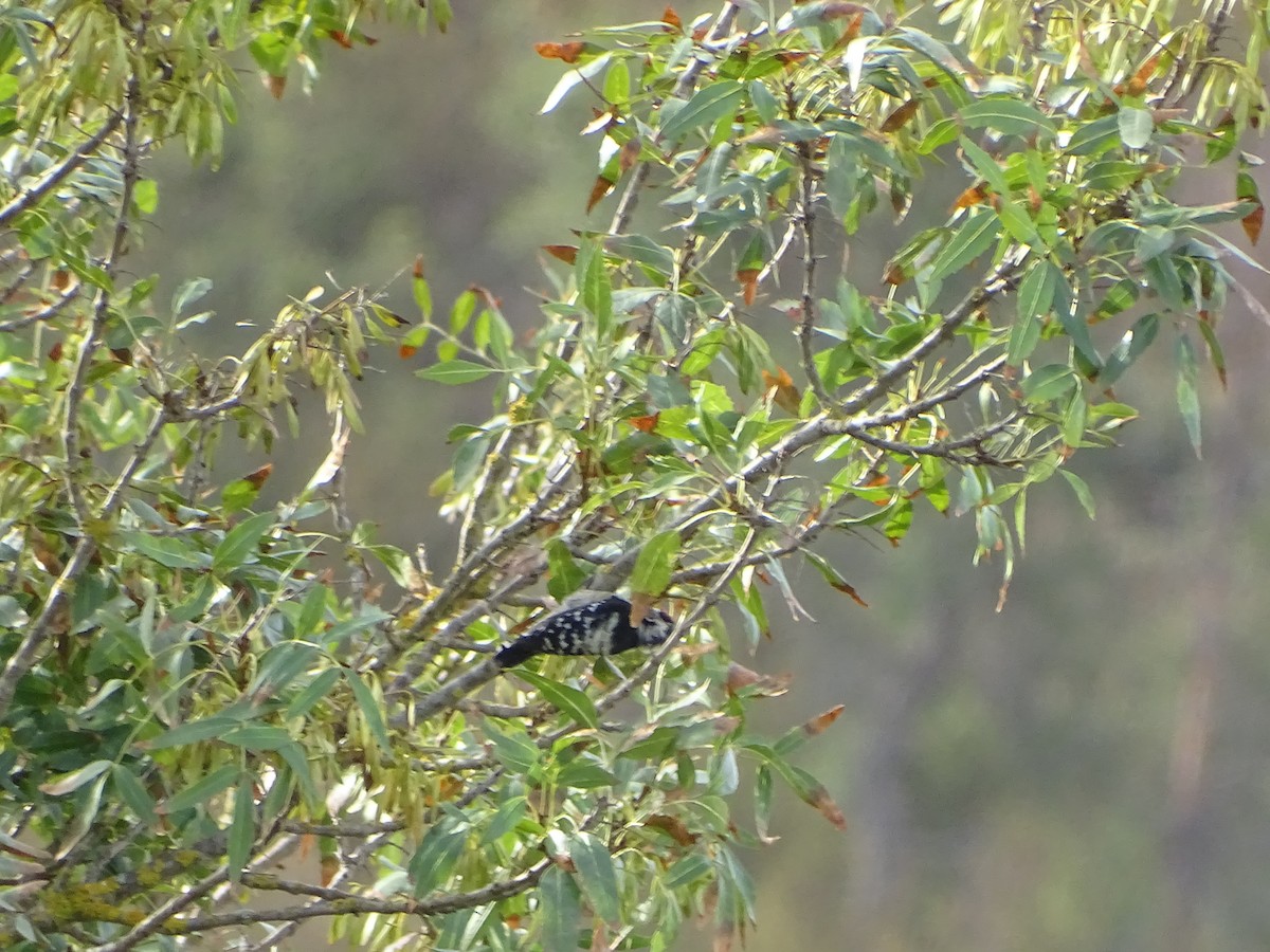 Lesser Spotted Woodpecker - António Cotão