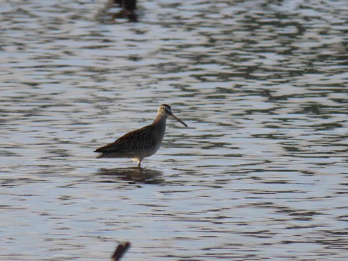 Long-billed Dowitcher - ML263618871