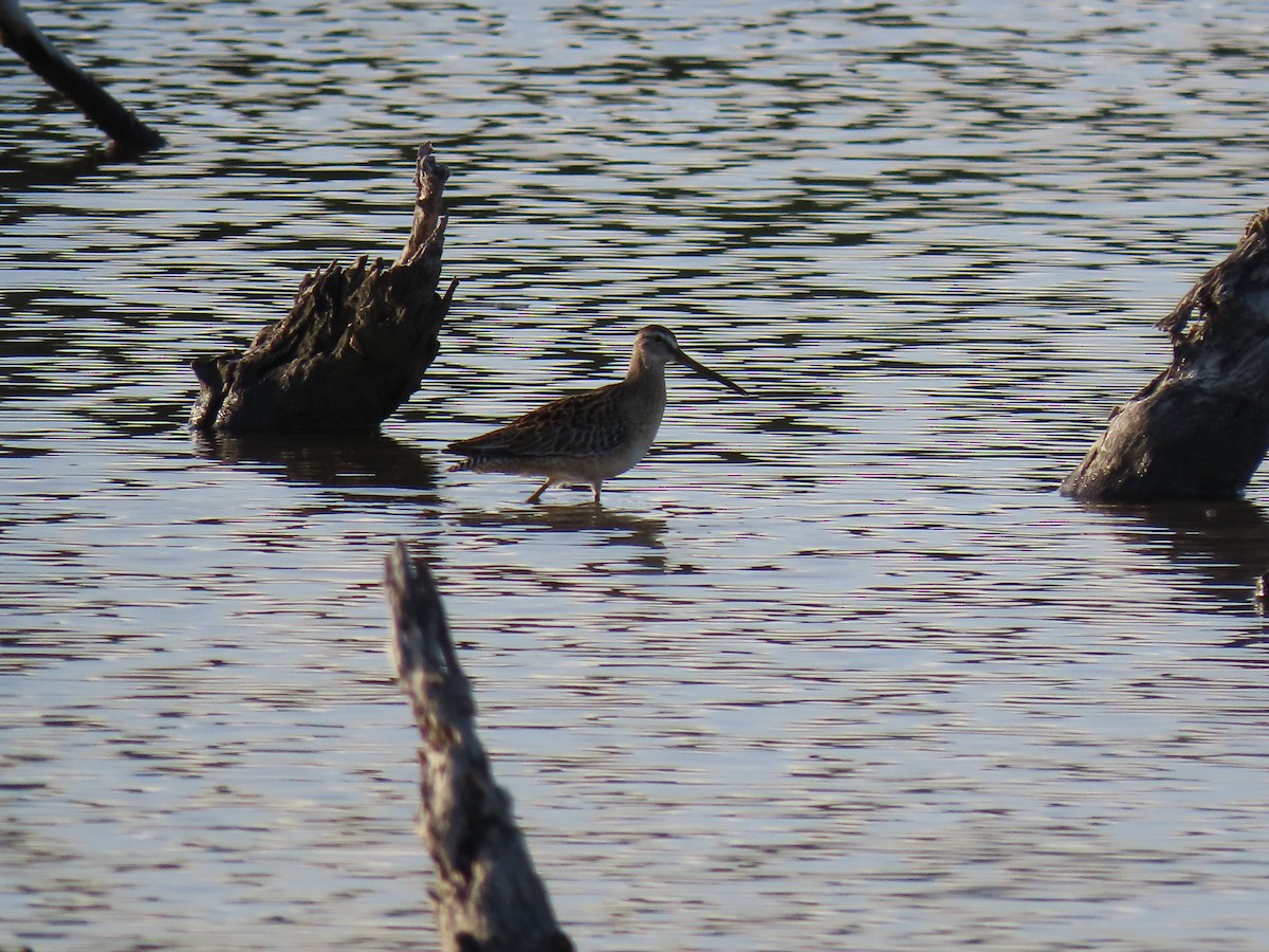Long-billed Dowitcher - ML263618881