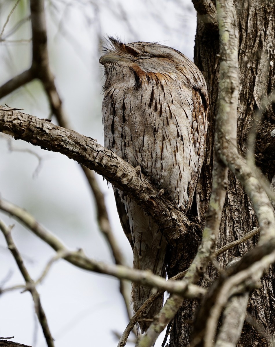 Tawny Frogmouth - Anthony Schlencker