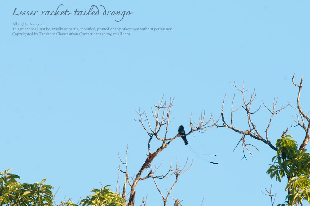 Lesser Racket-tailed Drongo - Tanakorn Chantasuban