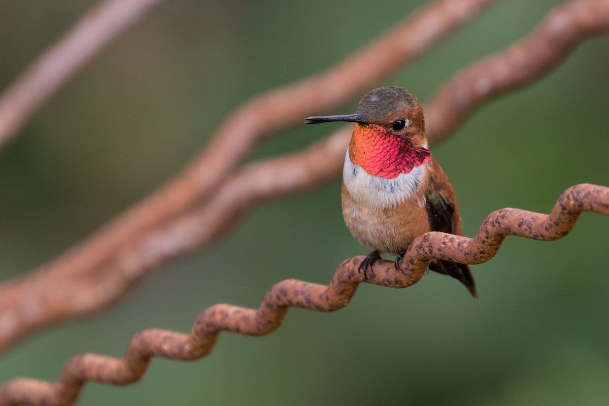 Colibrí Rufo - ML26362321