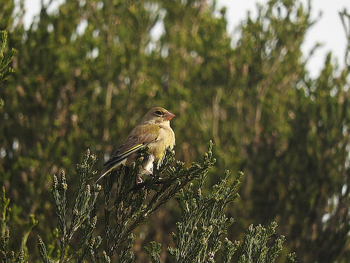 European Greenfinch - George Vaughan