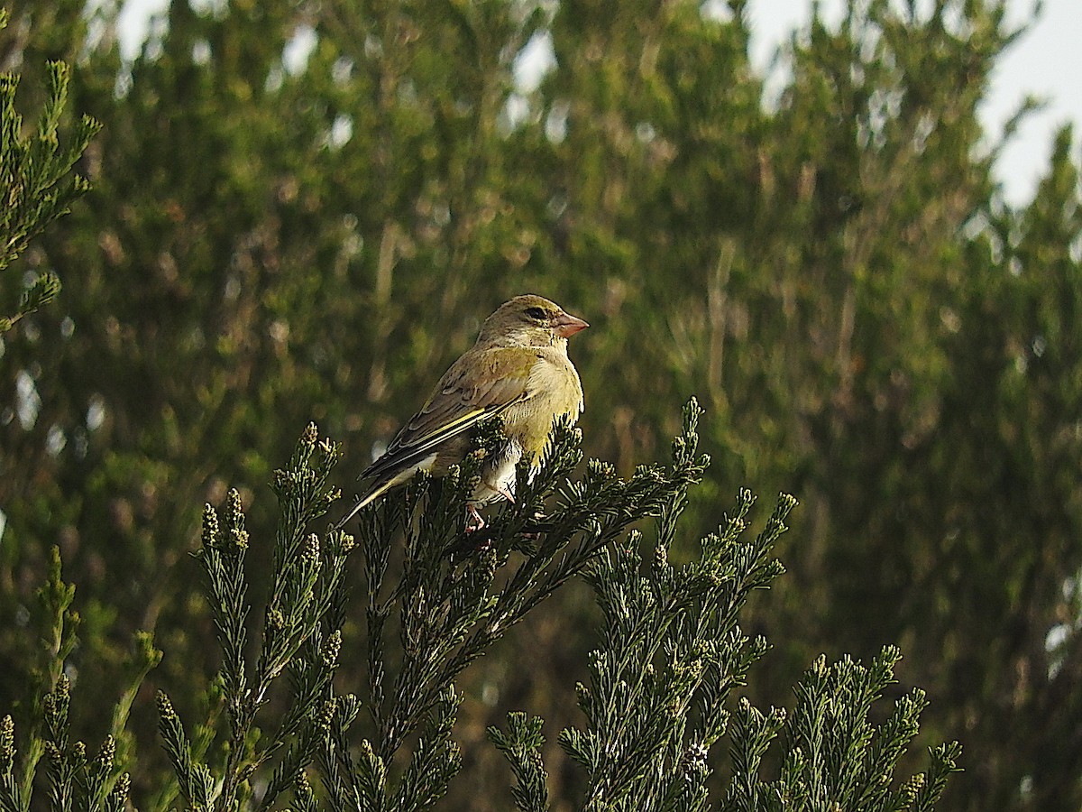 European Greenfinch - ML263623881