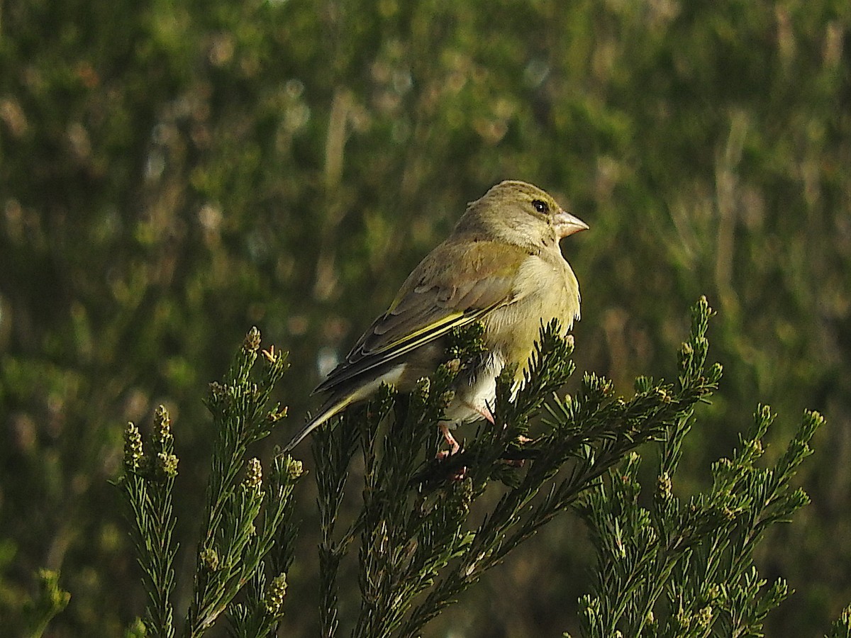 European Greenfinch - George Vaughan