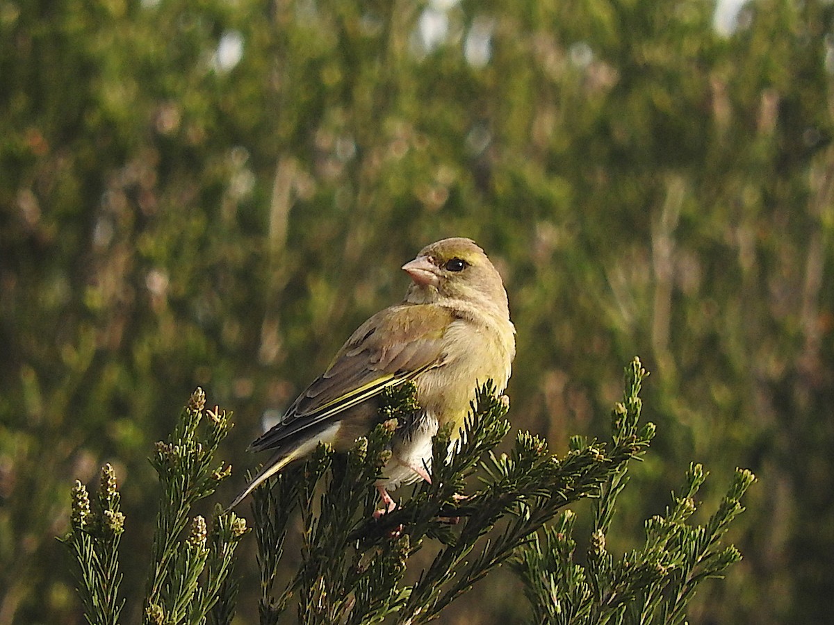 European Greenfinch - George Vaughan