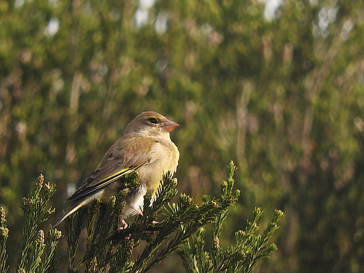 European Greenfinch - George Vaughan