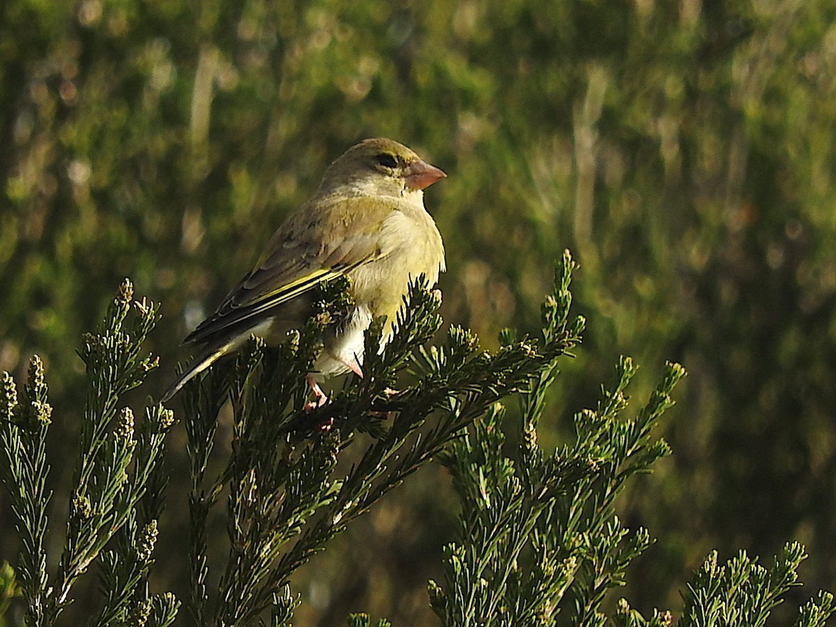 European Greenfinch - George Vaughan