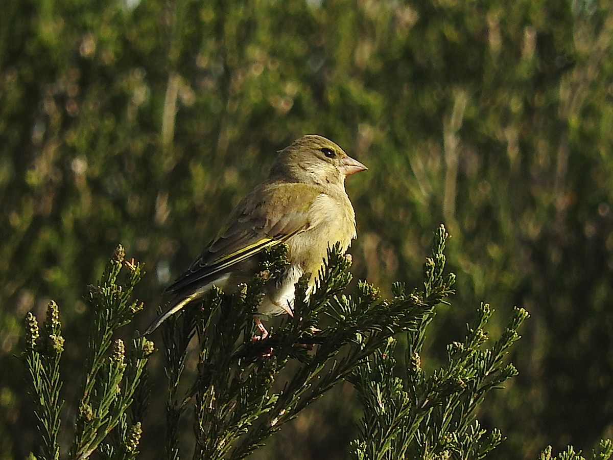 European Greenfinch - George Vaughan