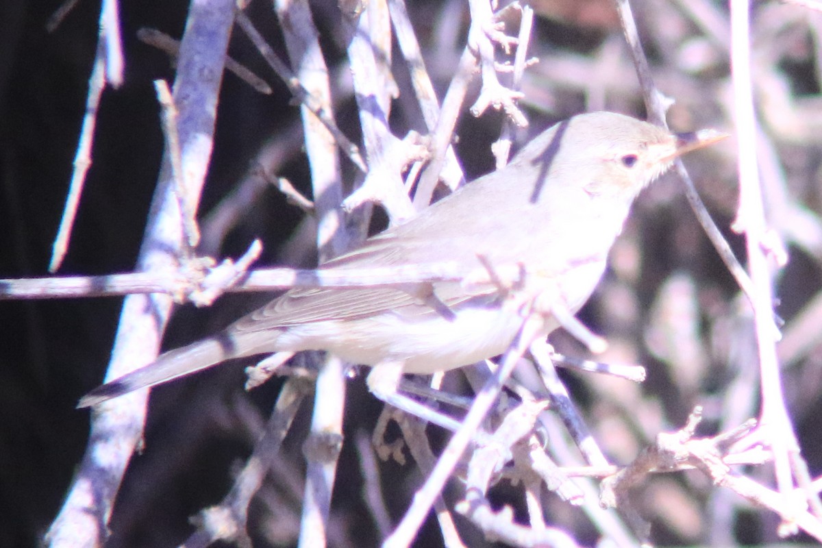 Melodious Warbler - ML263624301